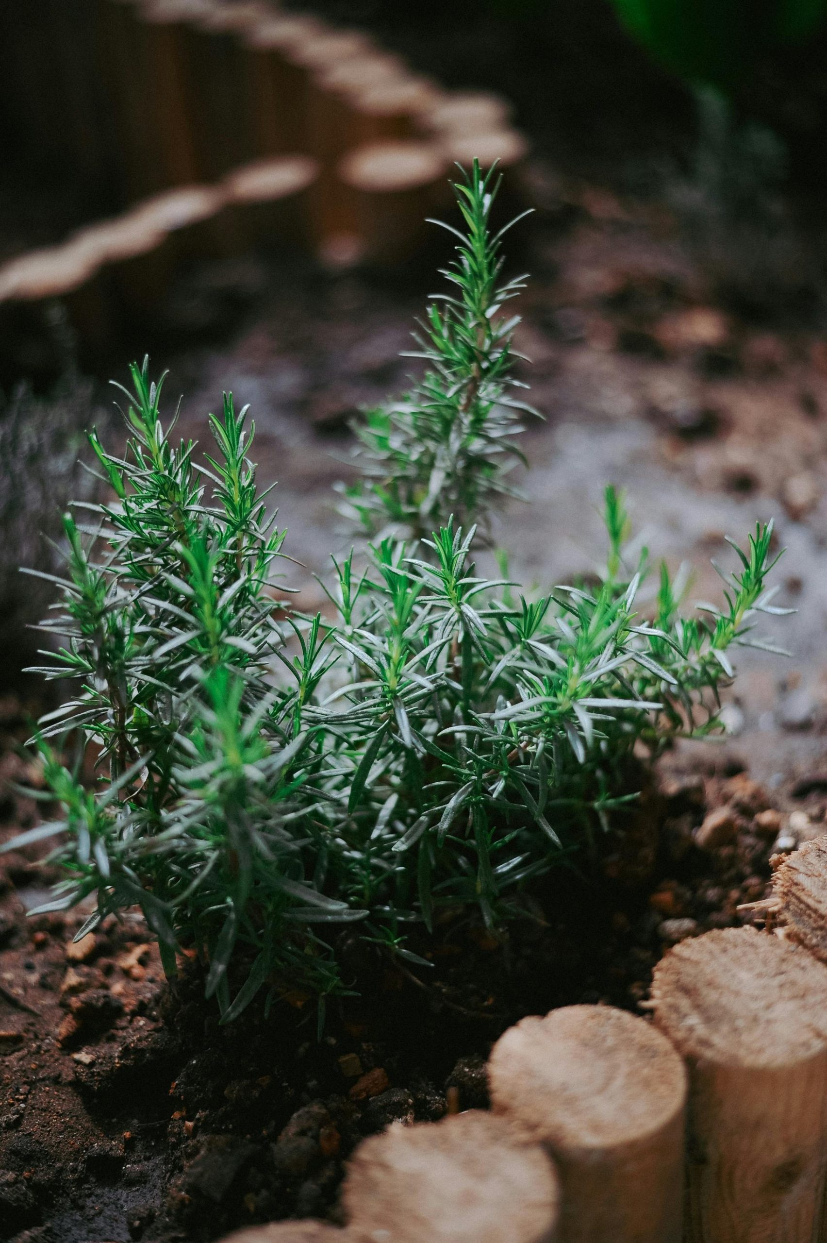 Sustainable Garden